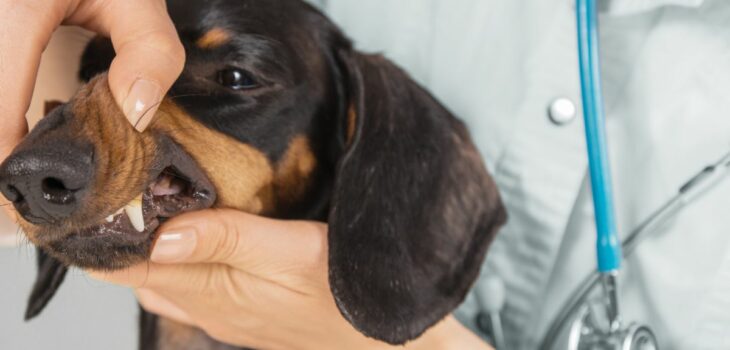 How Many Teeth Do Dachshunds Have? Fascinating Dachshund Dental Facts Revealed!