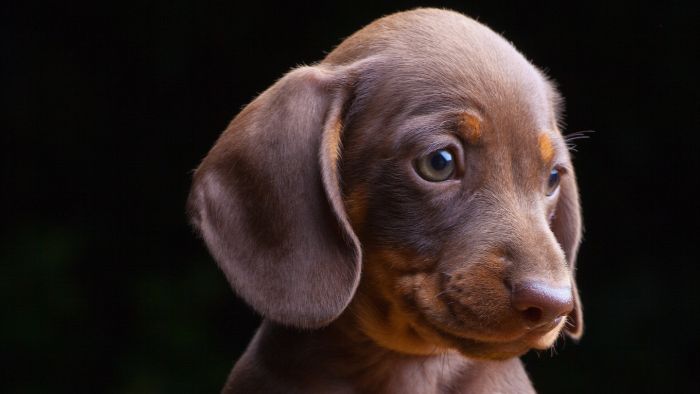  How much food should a Dachshund puppy eat?