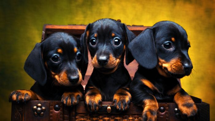  How much should a 4-month-old Dachshund weigh?