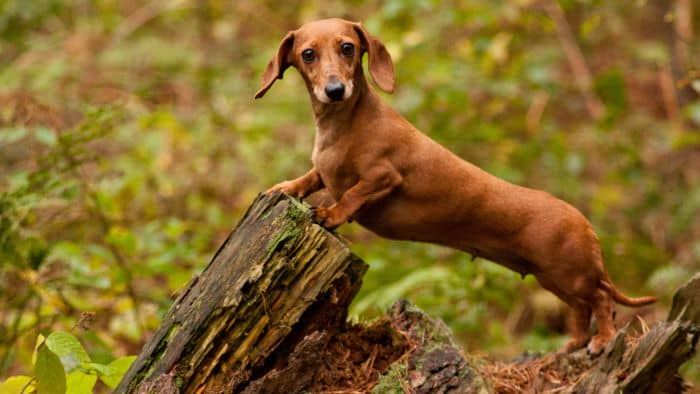  How was a Dachshund created?