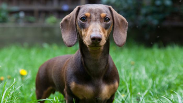  Is it common for dachshunds to get ear infections?