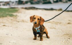 Top 5 Dogs Similar To Dachshunds!