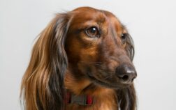 What Is Pattern Baldness In Dachshunds? Symptoms And Treatments Revealed!