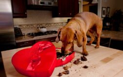 What Is The Best Dry Dog Food For Dachshunds?