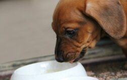 What Is The Best Wet Food For Dachshunds? Ultimate Dachshund Feeding Guide!