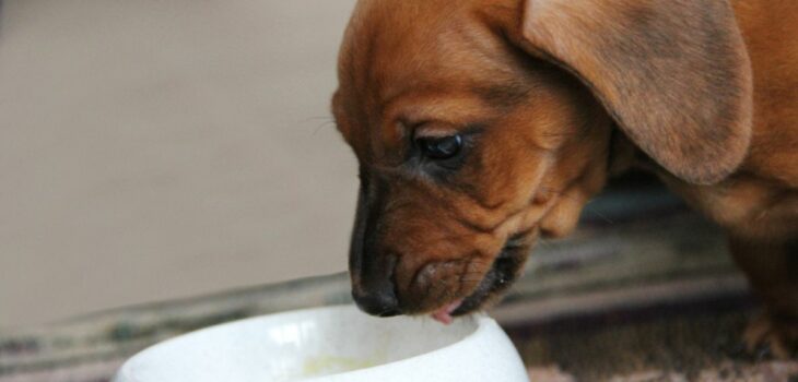 What Is The Best Wet Food For Dachshunds? Ultimate Dachshund Feeding Guide!