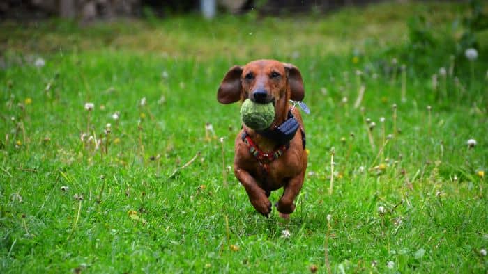  What did original dachshunds dogs look like?