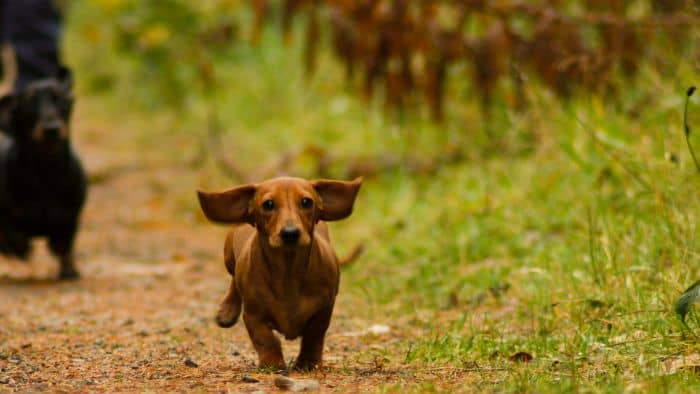  What does it look like when a dog has ear mites?