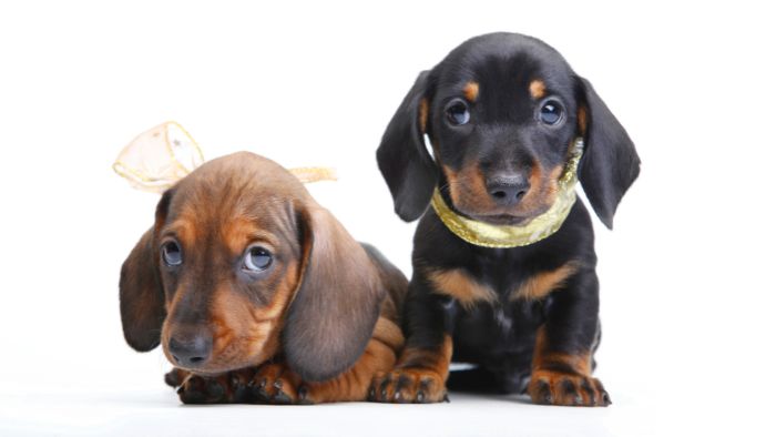  What is the best food to feed a Dachshund puppy?