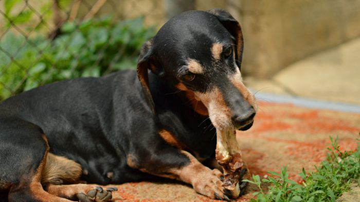  best dog food brands for dachshunds