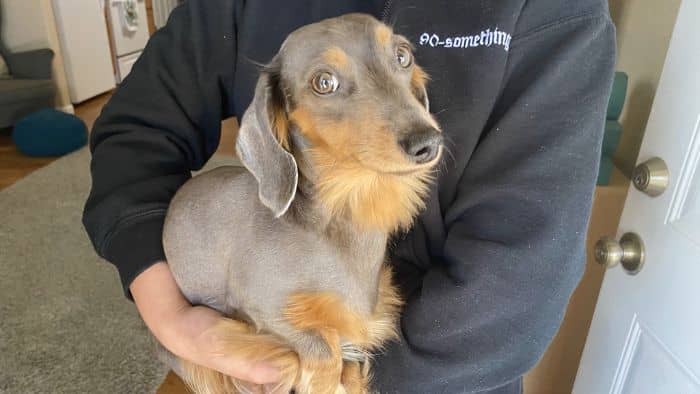  dachshund alopecia