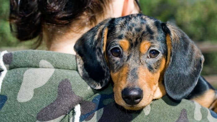  dachshund ears stand up