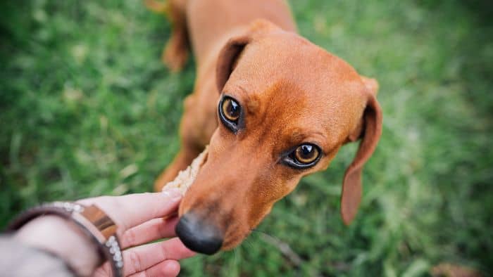  dachshund feeding guide