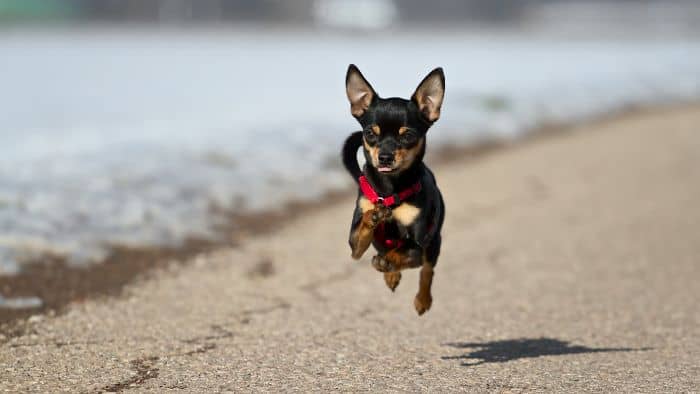  dachshund similar breeds