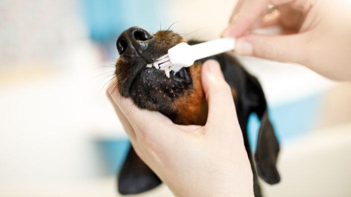  dachshund teeth cleaning