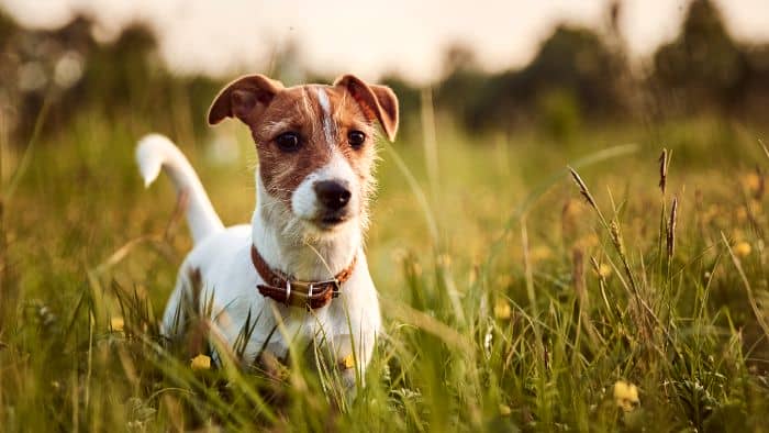  dogs that look like weiner dogs
