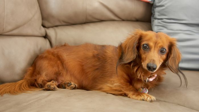  full grown long-haired dachshund
