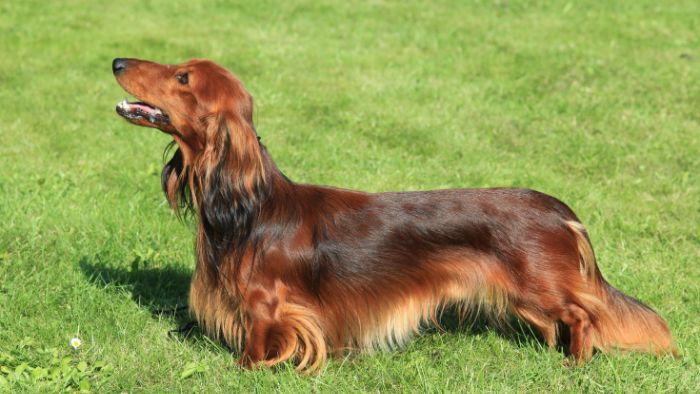  full size long haired dachshund