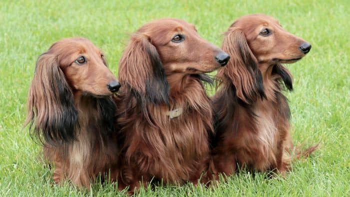  standard longhair dachshund
