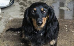 Are Dachshunds Good Apartment Dogs? How To Choose The Perfect Apartment Dog!