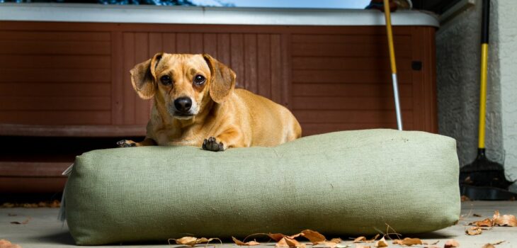Dachshund Chihuahua Mix Personality – Fascinating Facts Revealed!