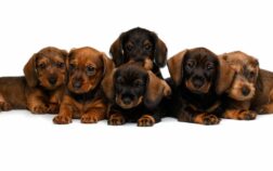 Dachshund Puppies Week By Week Development Guide
