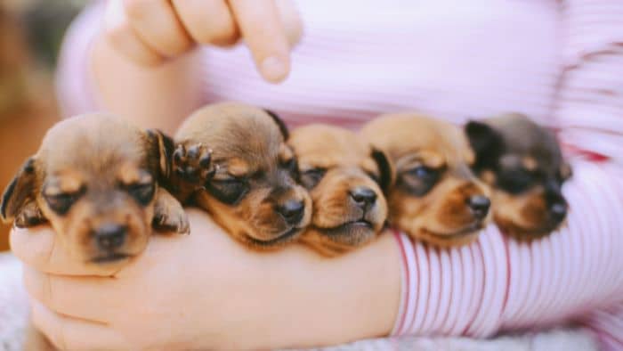  Do Dachshund puppies have big paws?