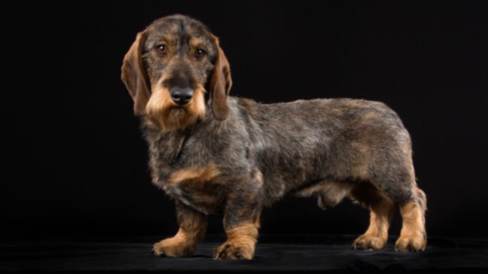  Do wirehaired Dachshunds shed?