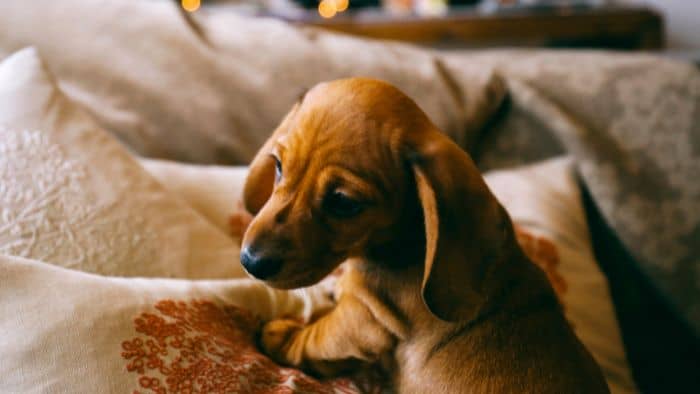  How quickly do dachshund puppies grow?