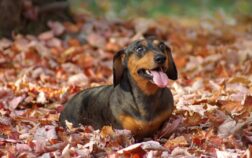 Mini Dachshund Breed Information – Fascinating Doxie Facts Revealed!