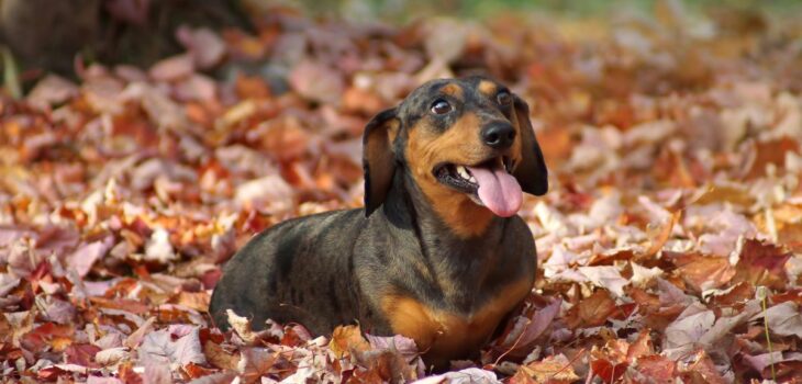 Mini Dachshund Breed Information – Fascinating Doxie Facts Revealed!