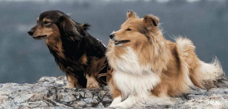 What Do Sheltie Dachshund Mix Puppies Look Like? Amazing Shethund Facts Revealed!