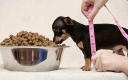 What Is The Smallest Dachshund In The World? Fascinating Dachshund Facts Revealed!