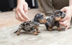 Teacup Dachshund Vs Miniature Dachshund – Tiny Wiener Dogs Compared!