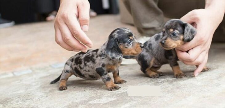 Teacup Dachshund Vs Miniature Dachshund – Tiny Wiener Dogs Compared!