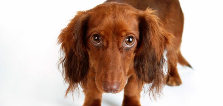 What Dog Show Group Are Dachshunds In? Amazing Dachshund Competition Facts Revealed!