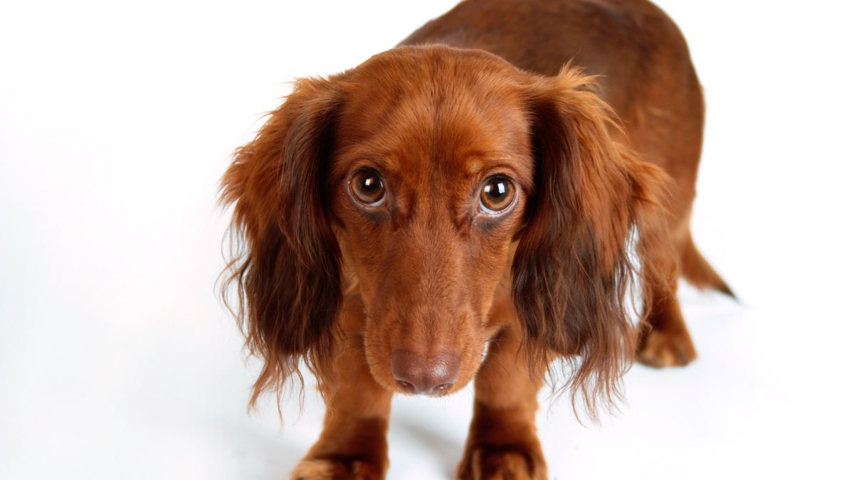 What Dog Show Group Are Dachshunds In? Amazing Dachshund Competition