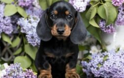 What Is A Tweenie Dachshund? Discover Why You Need A Tweenie In Your Life!