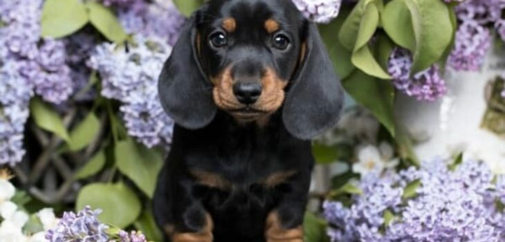 What Is A Tweenie Dachshund? Discover Why You Need A Tweenie In Your Life!