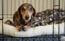 What Size Crate For Dachshund? How To Choose The Perfect Crate!