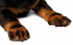 Why Do Dachshunds Lick Their Paws? Fascinating Dachshund Behavior Facts Revealed!