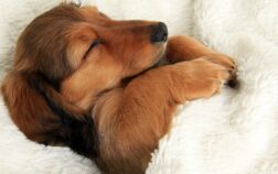 Why Do Dachshunds Like To Sleep Under Blankets?