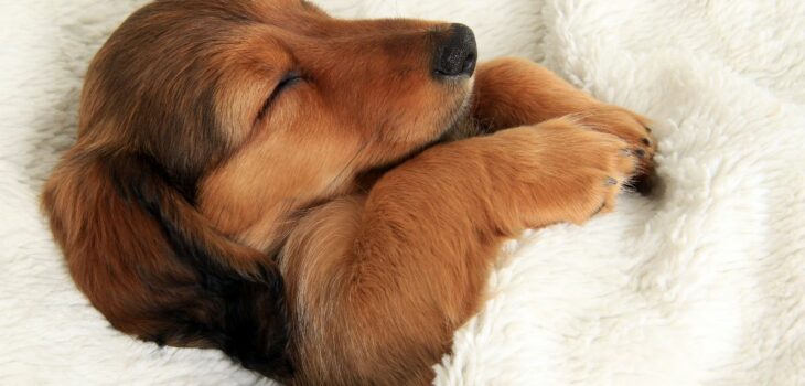 Why Do Dachshunds Like To Sleep Under Blankets?