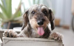 Ultimate Wire-Haired Dachshund Grooming Styles Revealed!