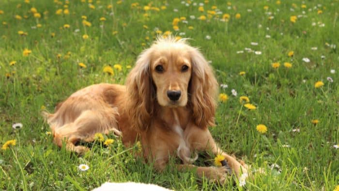  akc national championship hound group