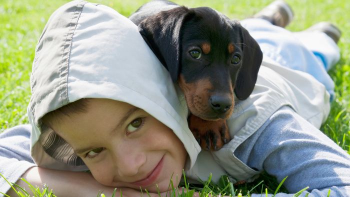  are dachshunds friendly