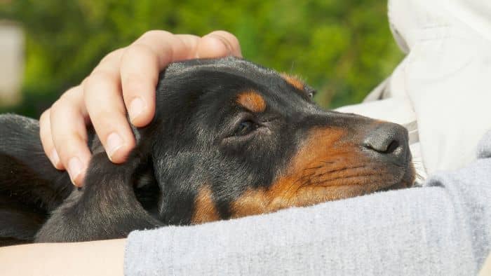  are dachshunds good with kids