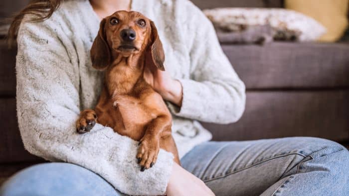 are dachshunds good lap dogs