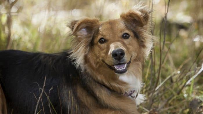  average lifespan of a sheltie dog