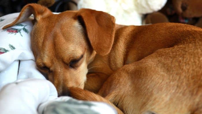 can dogs suffocate under bed covers